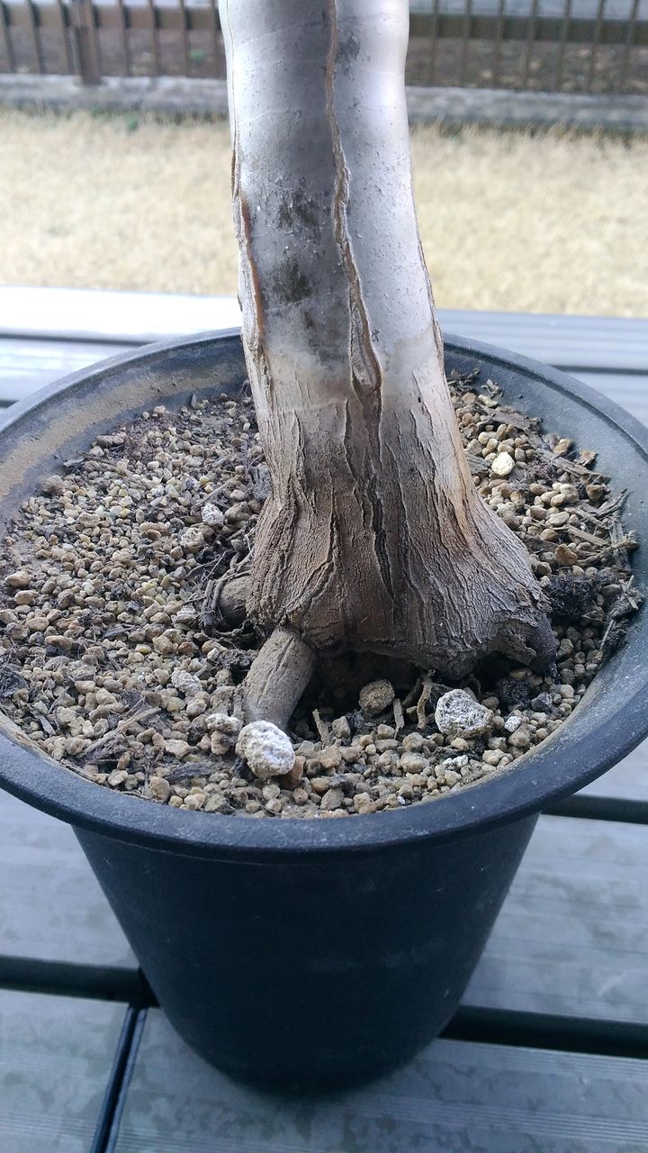 アロエ ディコトマ植え替え 埼玉アガベブログ