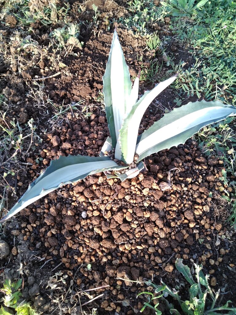 アガベ華厳を地植えする : アガベブログ・サイタマ