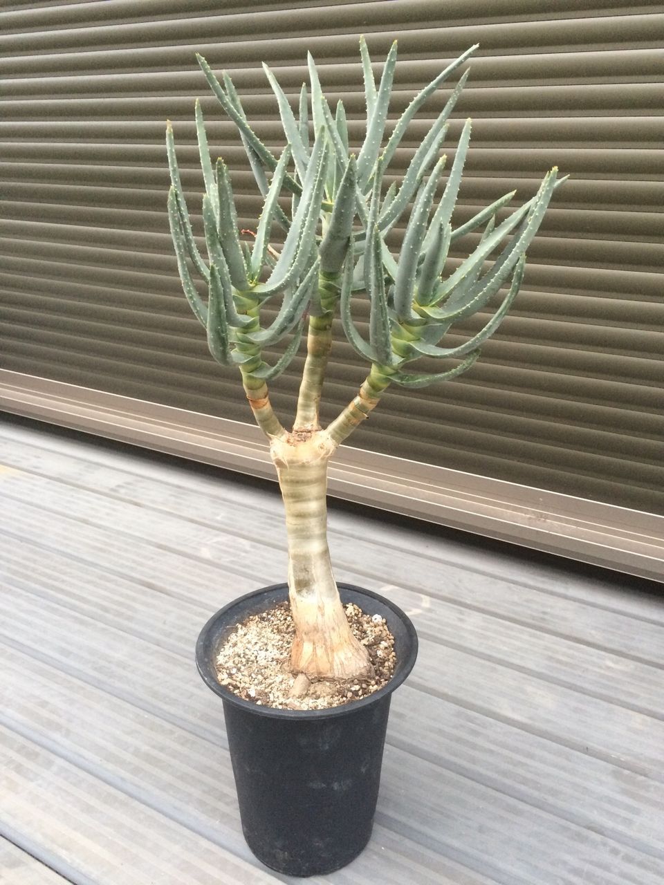 アロエ ラモシッシマ 埼玉多肉ブログ