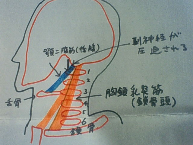 10 12と胸鎖乳突筋つづき 吉田ｸﾗｲﾐﾝｸﾞ日記