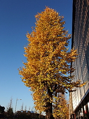 �����ĤΥ���ȥ饹��