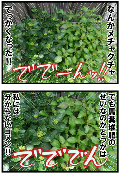 2023年5月の庭のバラと紫陽花の様子は後半