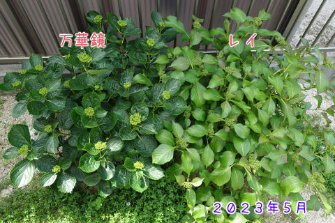 万華鏡とレイ2023年5月