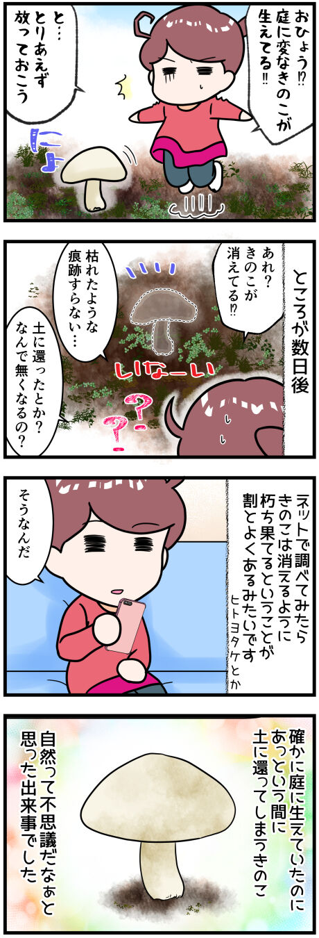 きのこの不思議.完成