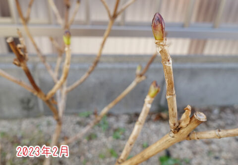冬の万華鏡新芽