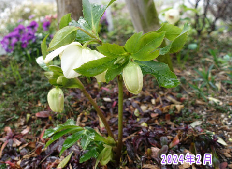 クリスマスローズ2024年2月その3