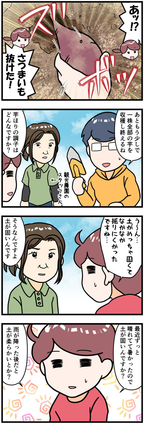 サツマイモ畑が雨が降ったあとの方がいい?前半