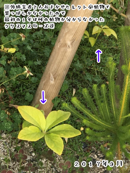 謎植物だったクリスマスローズ