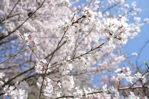 桜1