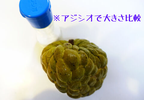 解凍シャカトウ