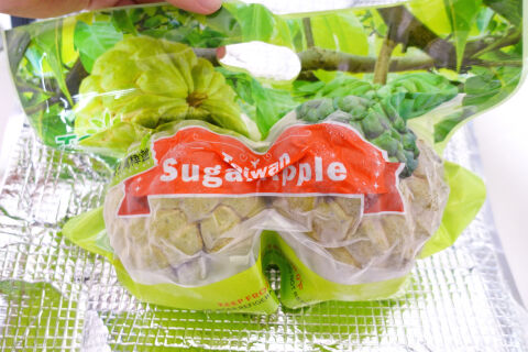 釈迦頭届いた480