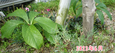 クリスマスローズ2023年6月