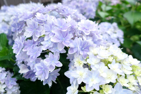 2023年紫陽花その2