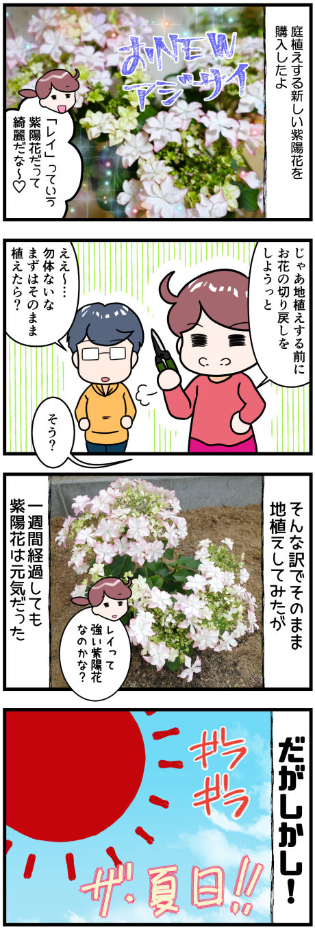 紫陽花レイを地植えしてみた前半