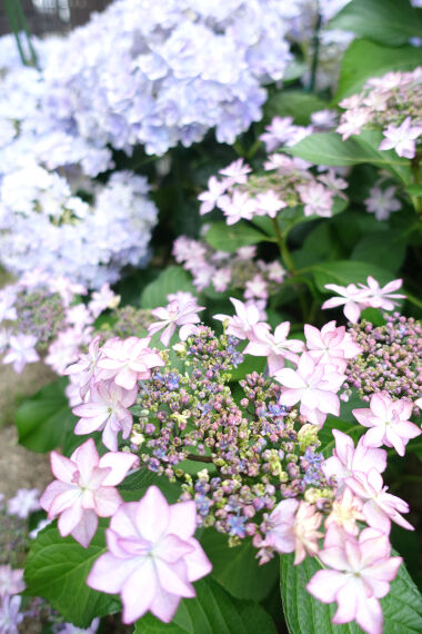 2023年紫陽花その4