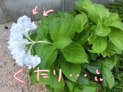 紫陽花秋くたり