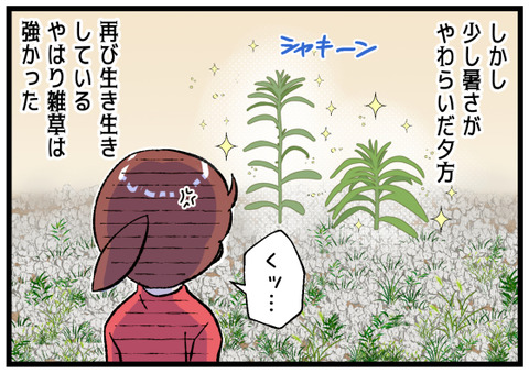 猛暑で雑草がグッタリしていた後半