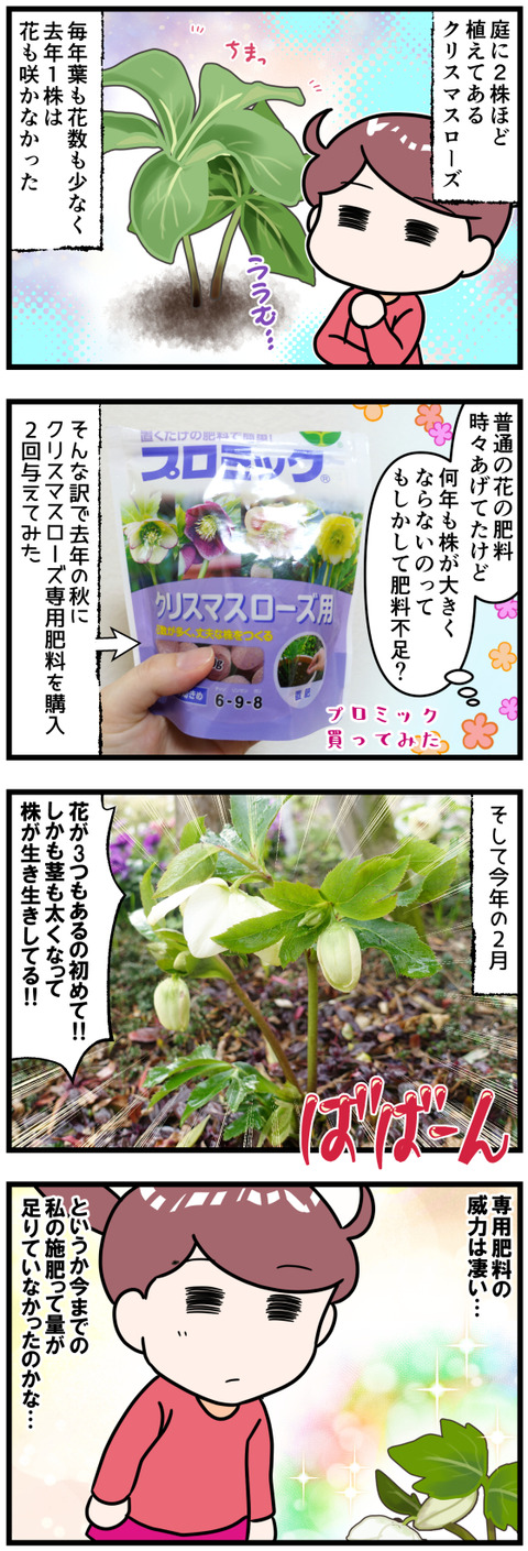クリスマスローズ専用肥料を与えてみた完成