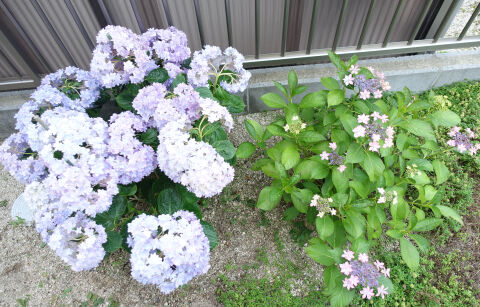紫陽花2022年時