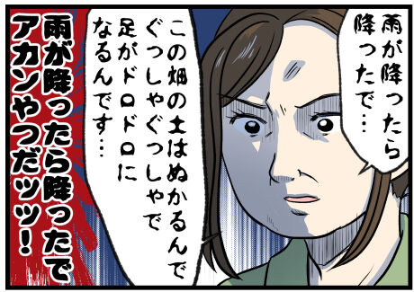 サツマイモ畑が雨が降ったあとの方がいい?後半