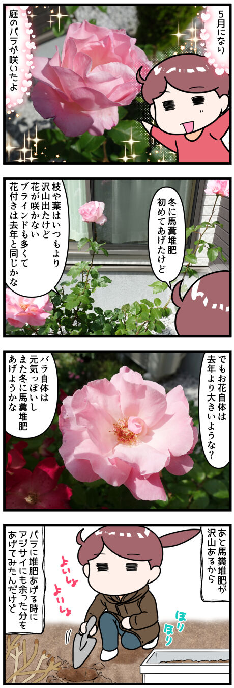 2023年5月の庭のバラと紫陽花の様子は前半