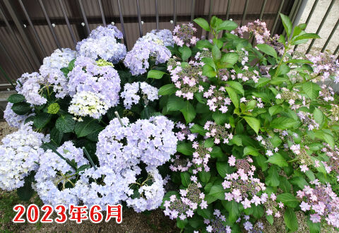 紫陽花2023年その1