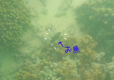 海の中2