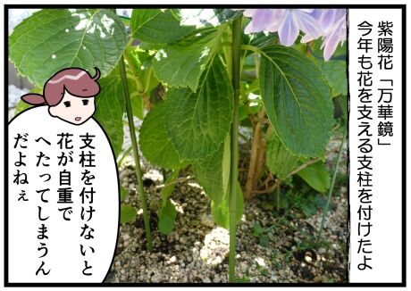 紫陽花 万華鏡 地植え3年目 今年も花を支える支柱を付けたよ 晴れのちもちごめ