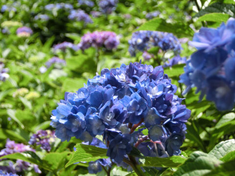 昔撮った紫陽花480