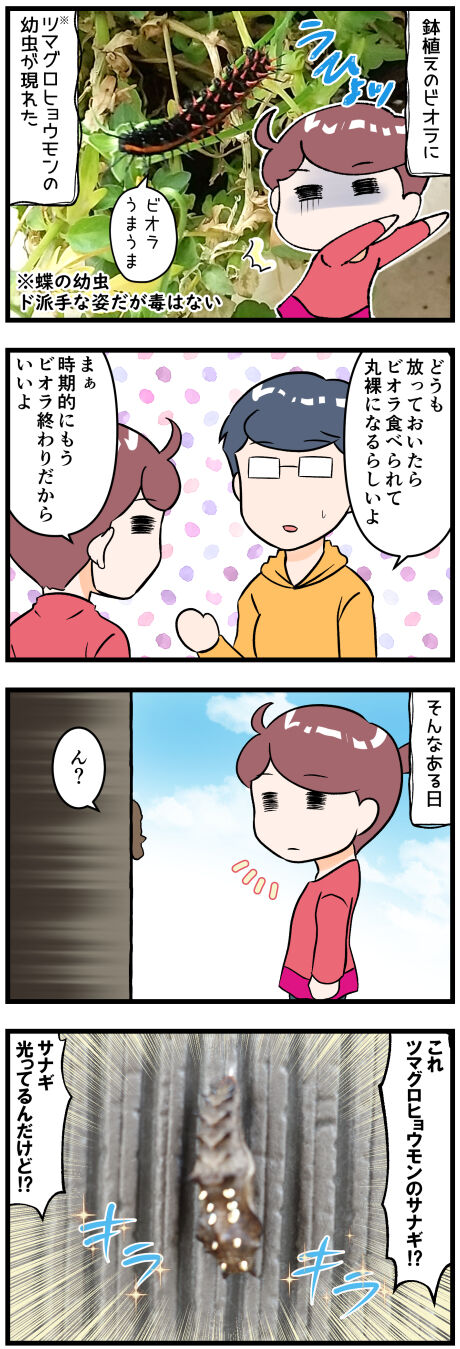 最近のツマグロヒョウモンの蛹前半