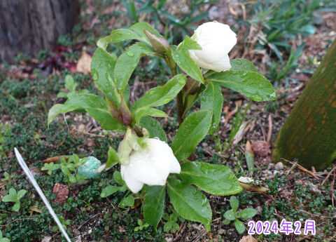 クリスマスローズ2024年2月その1