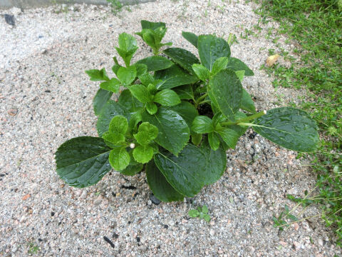 2019年万華鏡地植え