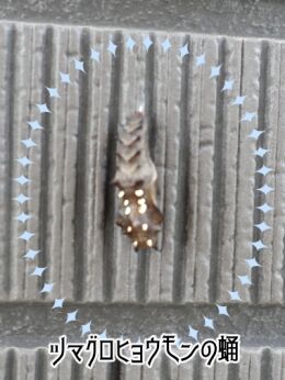 ツマグロヒョウモンの蛹写真小