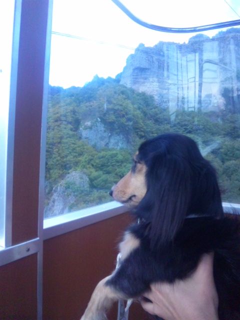小豆島日帰り旅 寒霞峡 お犬様のお通りでーい