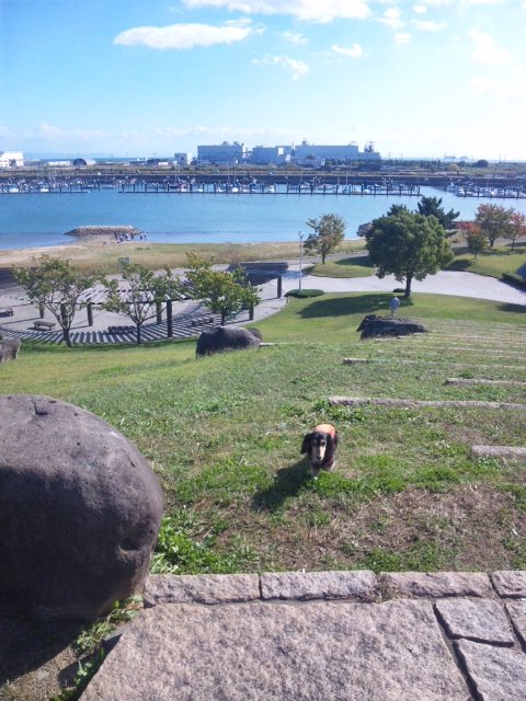 網干なぎさ公園 お犬様のお通りでーい 網干なぎさ公園 お犬様のお通りでーい