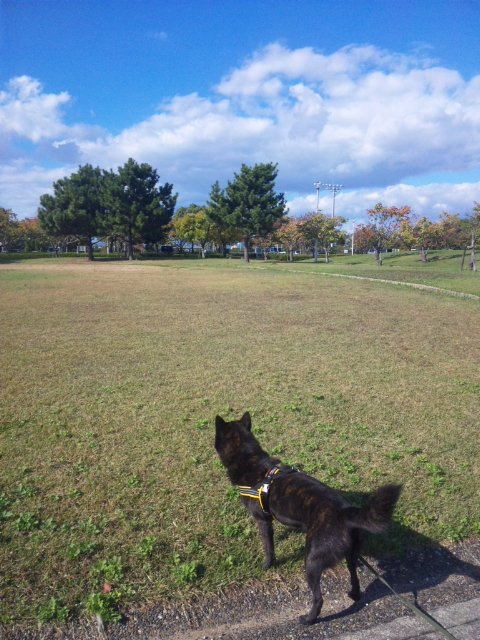網干なぎさ公園 お犬様のお通りでーい 網干なぎさ公園 お犬様のお通りでーい