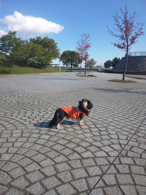 網干なぎさ公園 お犬様のお通りでーい 網干なぎさ公園 お犬様のお通りでーい