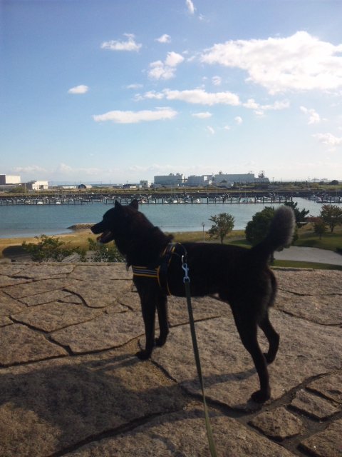 網干なぎさ公園 お犬様のお通りでーい 網干なぎさ公園 お犬様のお通りでーい