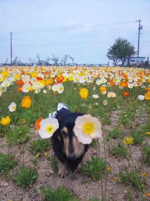 香山ラベンダー園 お犬様のお通りでーい