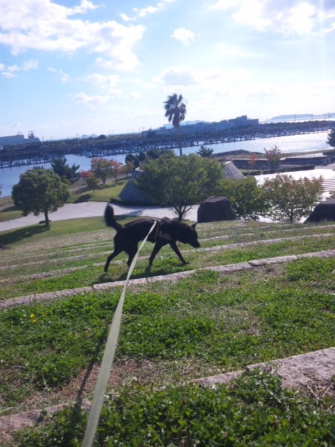 網干なぎさ公園 お犬様のお通りでーい 網干なぎさ公園 お犬様のお通りでーい