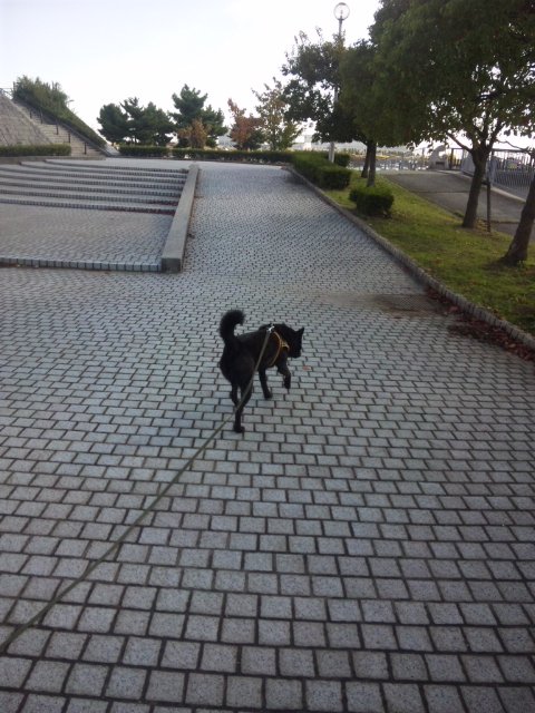 網干なぎさ公園 お犬様のお通りでーい 網干なぎさ公園 お犬様のお通りでーい