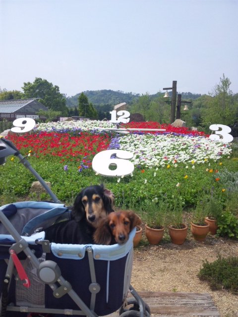 香山ラベンダー園 お犬様のお通りでーい