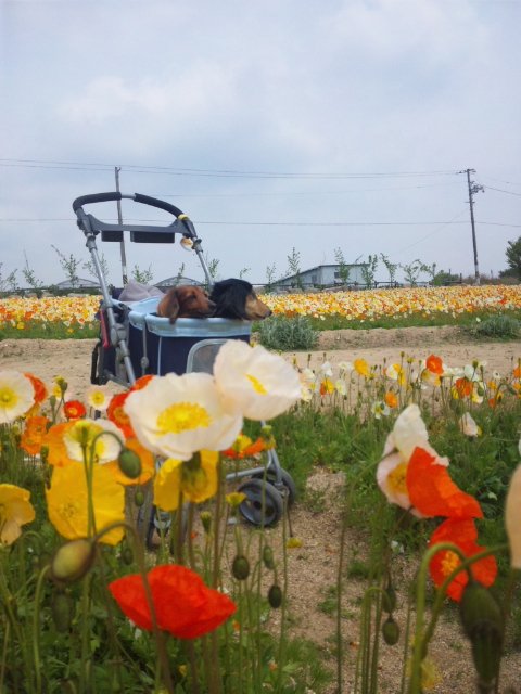 香山ラベンダー園 お犬様のお通りでーい