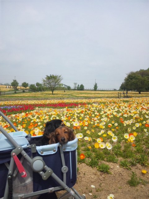 香山ラベンダー園 お犬様のお通りでーい