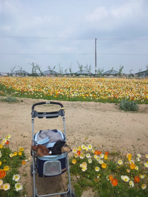 香山ラベンダー園 お犬様のお通りでーい