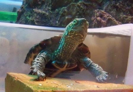 水槽の中も外も懲りない人たちですｗ ｈａｒｅ ｓてぃるの日記