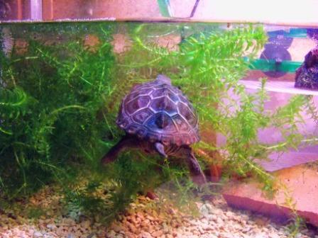 天高く亀肥ゆる秋 妄想の秋 ｈａｒｅ ｓてぃるの日記