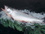 生でも食べられる