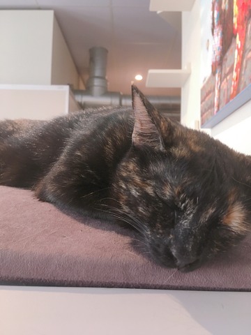 猫カフェ1