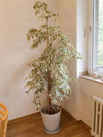 Hay 植木鉢 グレー